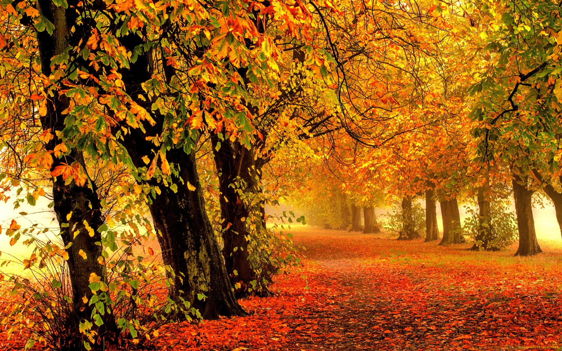 , , , , walk, colors, fall, autumn, leaves, trees, park, forest, nature, path, road, colorful, , , , 